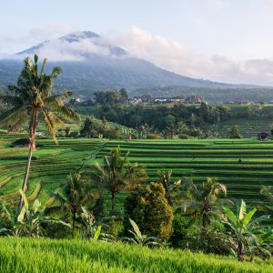 Bali Central Temples & Nature Private Full-Day Tour