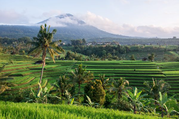 Bali Central Temples & Nature Private Full-Day Tour
