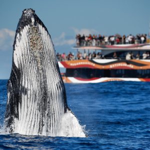 2-Hour Whale Watching Sydney Harbour Cruise