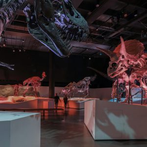 Houston Museum of Natural Science Admission Ticket