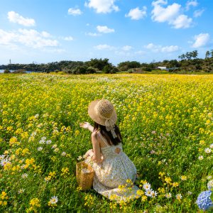 Best Jeju's Spots: 3 Route Join-in Day Tour (East / South / West)