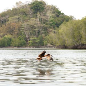 Royal Mangrove Tour in Langkawi