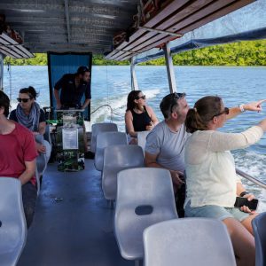 Afternoon Half-Day Daintree Rainforest Tour