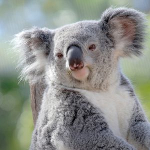 ZooTampa and Florida Aquarium Admission in Tampa
