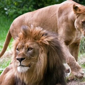 Bronx Zoo Ticket in New York