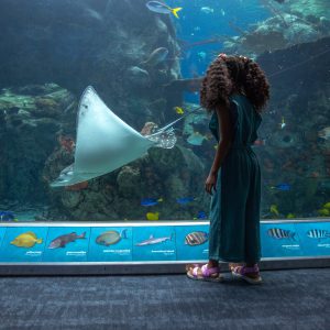 Aquarium of the Pacific Ticket in California