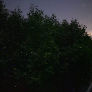 Eagle Feeding, Fireflies & Blue Tears Experience in Kuala Selangor